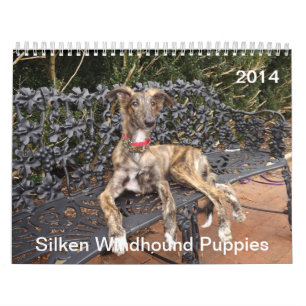 Calendrier Mural 2014 chiots de soie de Windhound 2-4