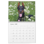 Calendrier Mural 2027 Beaux Dobermans (Jan 2027)