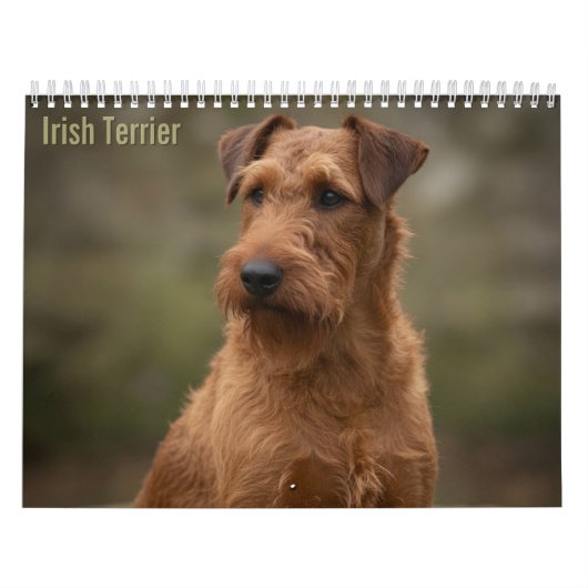 Calendrier mural 2027 des Terriers Irlandais (Protection)