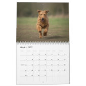 Calendrier mural 2027 des Terriers Irlandais (Mar 2027)