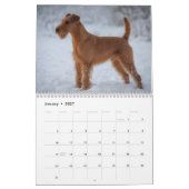Calendrier mural 2027 des Terriers Irlandais (Jan 2027)