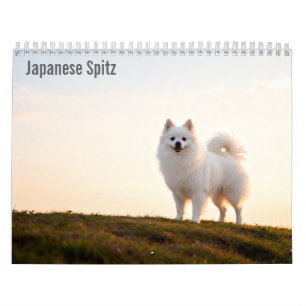 Calendrier mural 2027 du Spitz japonais