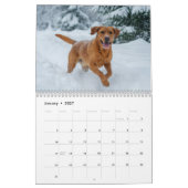 Calendrier Mural 2027 Fox Red Labrador Retriever (Jan 2027)