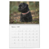 Calendrier mural Affenpinscher 2027 (Feb 2027)