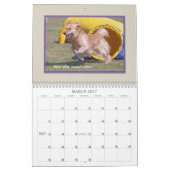 Calendrier Mural Agilité 2017 de golden retriever (Mar 2027)