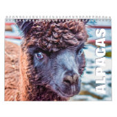 Calendrier mural Alpacas (Protection)