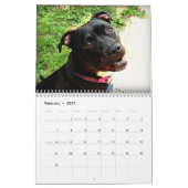 Calendrier Mural Amour de pitbull et de rottweiler (Feb 2027)