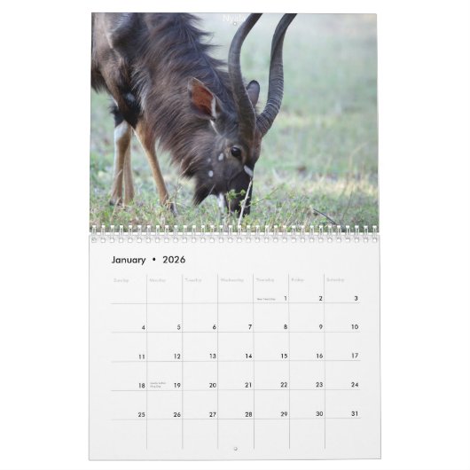 Calendrier Mural Animaux sud-africains (Jan 2026)