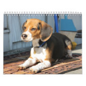 Calendrier Mural Beagle Calander (Protection)