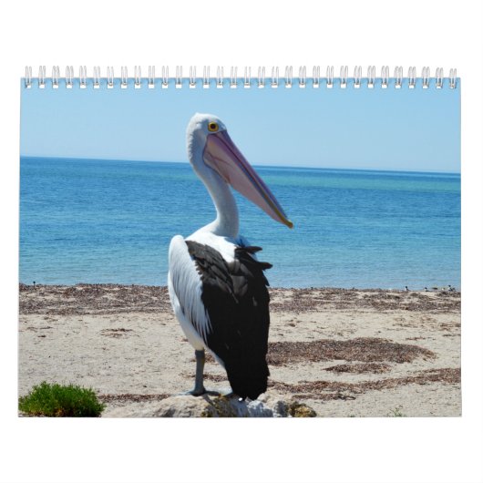 Calendrier Mural Beauté Des Pélicans 2021, (Protection)