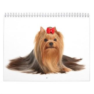 Calendrier Mural Beaux terriers de Yorkshire