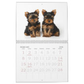 Calendrier Mural Beaux terriers de Yorkshire (Feb 2026)