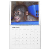 Calendrier Mural Bébés d'Orangoutan (Jan 2027)