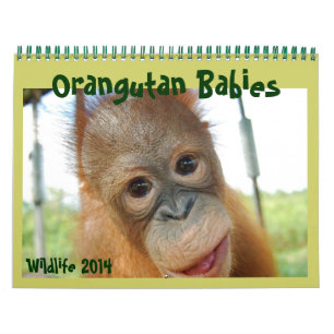 Calendrier Mural Bébés d'Orangoutan