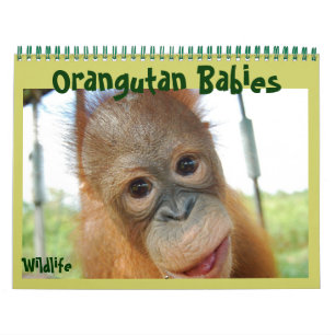 Calendrier Mural Bébés d'Orangoutan