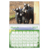 Calendrier Mural Bébés pygméens de chèvre (Mar 2027)