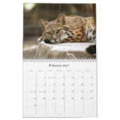 Calendrier Mural BobcatBCR031, chat sauvage (Feb 2027)