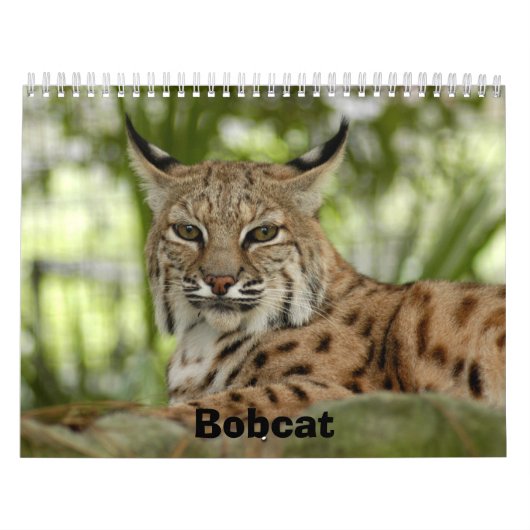 Calendrier Mural BobcatBCR031, chat sauvage (Protection)