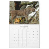 Calendrier Mural BobcatBCR031, chat sauvage (Jan 2026)