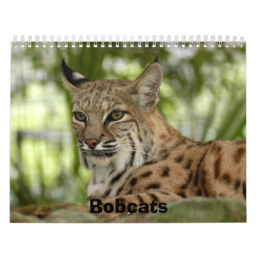 Calendrier Mural BobcatBCR032, chats sauvages (Protection)