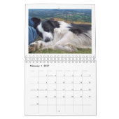 Calendrier Mural Border collie 2010 (Feb 2027)
