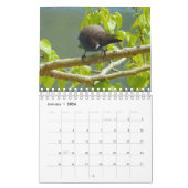Calendrier Mural Calendrier, faune, oiseaux sauvages de la (Jan 2026)