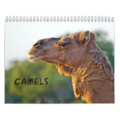 Calendrier mural CAMELS (Protection)