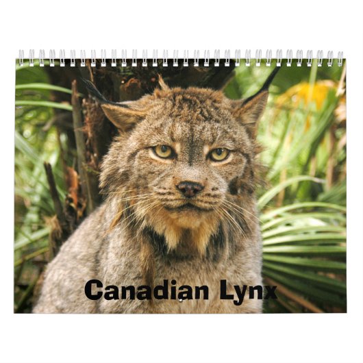 Calendrier Mural Canadien Lynx 4200e, Canadien Lynx (Protection)