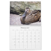 Calendrier Mural Canards de la Nouvelle Zélande (Feb 2027)
