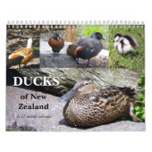 Calendrier Mural Canards de la Nouvelle Zélande (Protection)