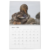 Calendrier Mural Canards de Mallard (Mar 2026)