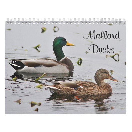 Calendrier Mural Canards de Mallard (Protection)
