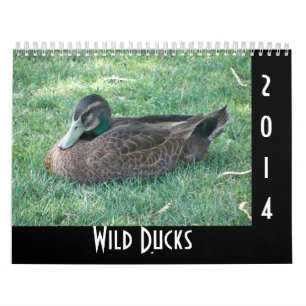 Calendrier Mural Canards sauvages