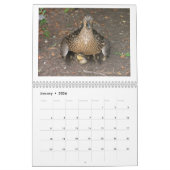 Calendrier Mural Canetons de Mallard (Jan 2026)