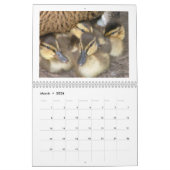 Calendrier Mural Canetons de Mallard (Mar 2026)