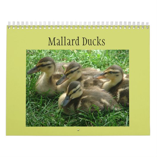 Calendrier Mural Canetons de Mallard (Protection)