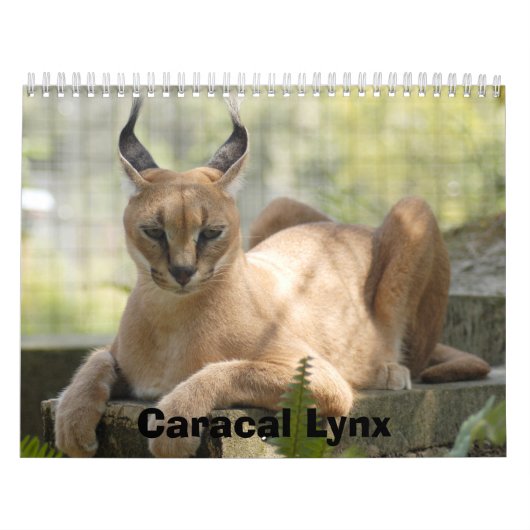 Calendrier Mural CaracalBCR058, Caracal Lynx (Protection)