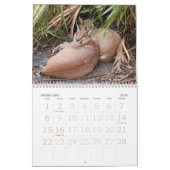 Calendrier Mural CaracalBCR058, Caracal Lynx (Feb 2026)