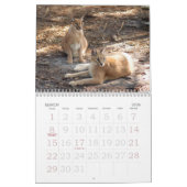 Calendrier Mural CaracalBCR058, Caracal Lynx (Mar 2026)