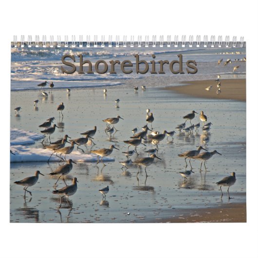 Calendrier Mural Charadriidés atlantiques (Protection)