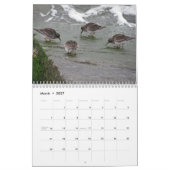 Calendrier Mural Charadriidés atlantiques (Mar 2027)