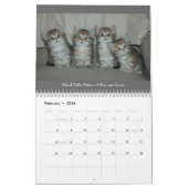 Calendrier Mural CHATS et CHATONS sibériens CAL2008 (Feb 2026)