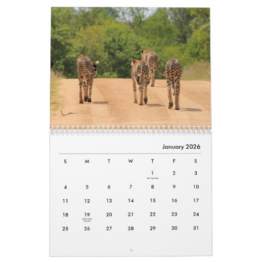 Calendrier mural Cheetahs (Jan 2026)