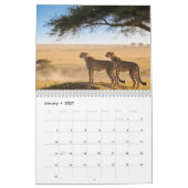 Calendrier mural Cheetahs 2027 (Jan 2027)