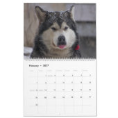 Calendrier mural Chien Huskies 2027 (Feb 2027)