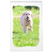 Calendrier Mural Chiens d'arrêt d'or (Protection)