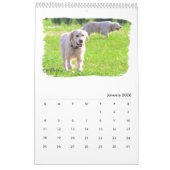 Calendrier Mural Chiens d'arrêt d'or (Jan 2026)