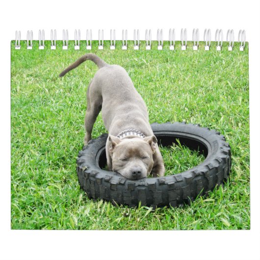 Calendrier Mural Chiens De Différentes races 2019, (Protection)