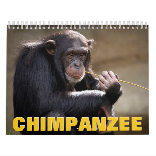 Calendrier mural Chimpanzé 2022