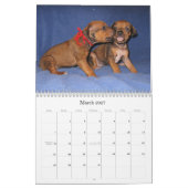 Calendrier Mural Chiots 2013 de Rhodesian Ridgeback (Mar 2027)